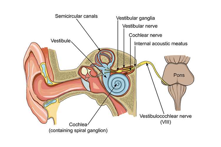 Structure of the ear drawing attention to the cochlea which is the receptor that transfers sound into electrical signals